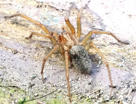  (Scotophaeus blackwalli)       .  