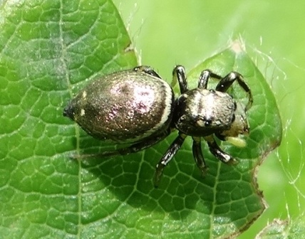   (Heliophanus auratus)       .  