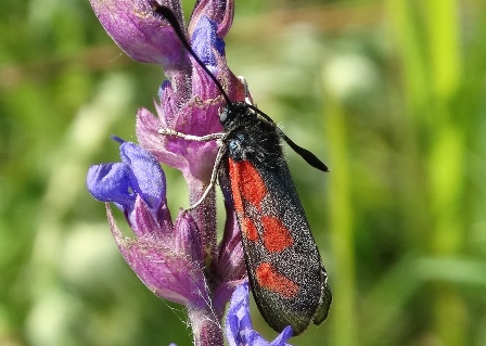   (Zygaena loti)       .  