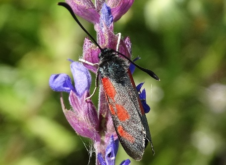   (Zygaena loti)       .  