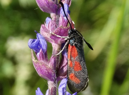   (Zygaena loti)       .  