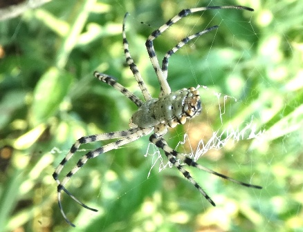   (Argiope lobata)       .  