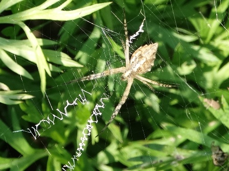   (Argiope lobata)       .  