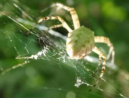   (Argiope lobata)       .  