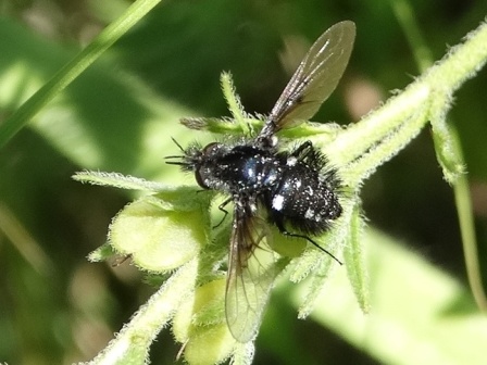 Bombylella atra       .  