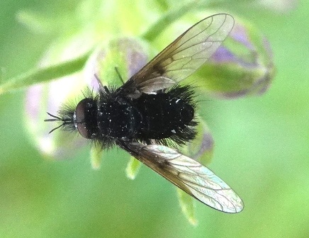 Bombylella atra       .  