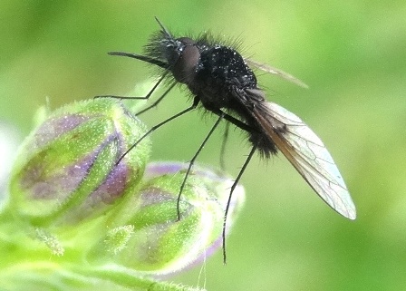 Bombylella atra       .  