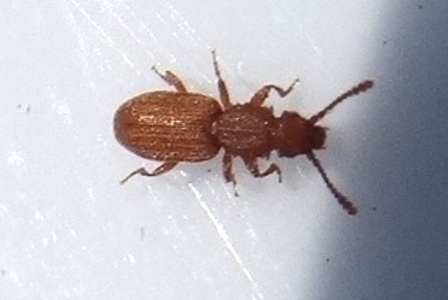   (Orizaephilus surinamensis)       .  