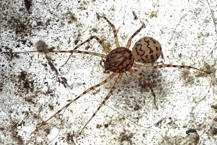  ,  ,   (Scytodes thoracica)       .  