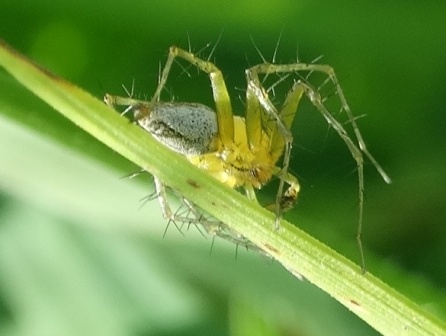   (Oxyopes heterophthalmus)       .  