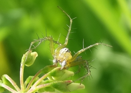   (Oxyopes heterophthalmus)       .  