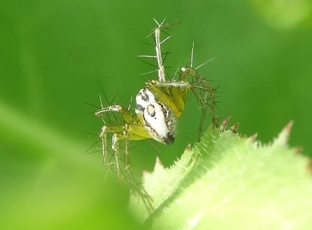   (Oxyopes heterophthalmus)       .  