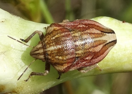   (Odontotarsus purpureolineatus)       .  