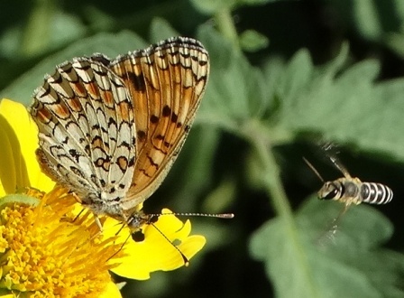   (Melitaea phoebe)       .  