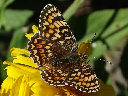   (Melitaea phoebe)       .  