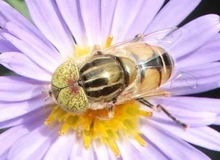   (Eristalinus megacephalus)       .  