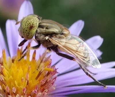   (Eristalinus megacephalus)       .  