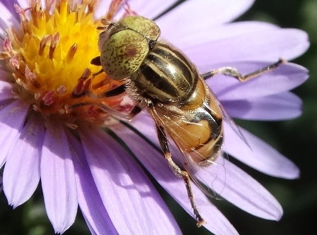   (Eristalinus megacephalus)       .  