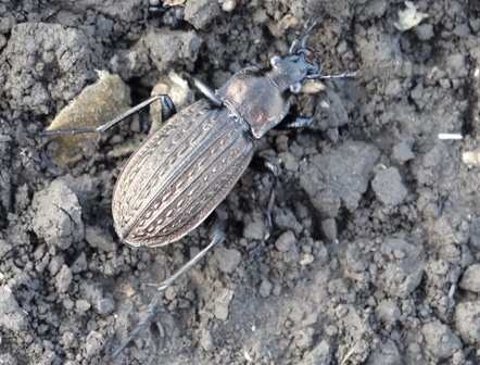  ,   (Carabus granulatus)       .  