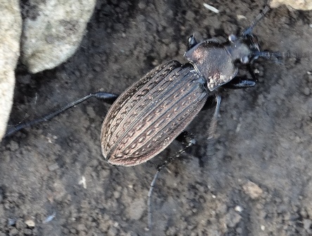  ,   (Carabus granulatus)       .  