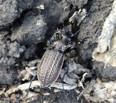  ,   (Carabus granulatus)       .  