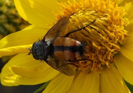   (Tachina fera)       .  