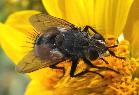   (Tachina fera)       .  