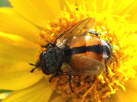   (Tachina fera)       .  