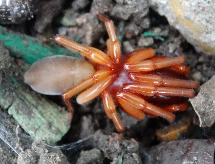  , -, -  (Dysdera crocata)       .  