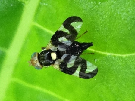   (Urophora cardui)       .  