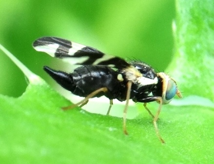   (Urophora cardui)       .  