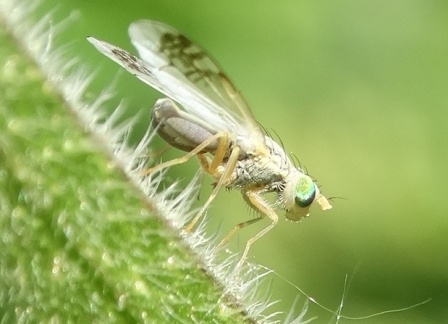    (Acanthiophilus helianthi)       .  