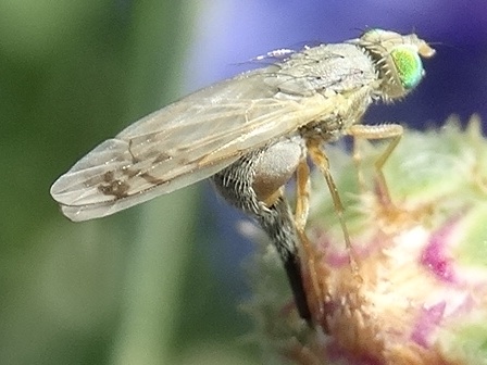    (Acanthiophilus helianthi)       .  