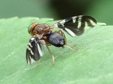   (Platyparea discoidea)       .  