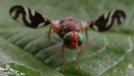   (Platyparea discoidea)       .  