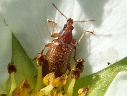 Barypeithes pellucidus       .  