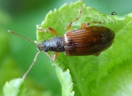 Barypeithes pellucidus       .  