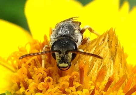 Halictus compressus       .  