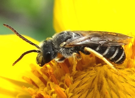 Halictus compressus       .  