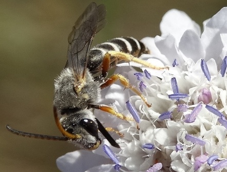 Halictus compressus       .  