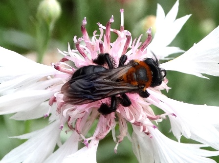   (Andrena thoracica)       .  