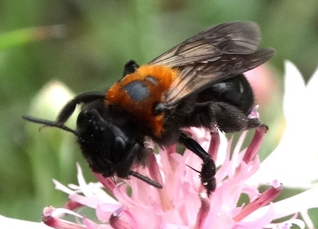   (Andrena thoracica)       .  