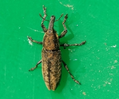   (Lixus fasciculatus)       .  