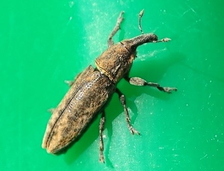   (Lixus fasciculatus)       .  