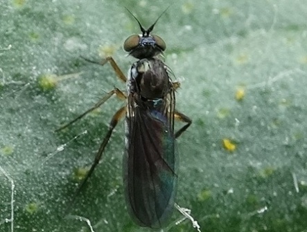 Medetera jacula (-)       .  