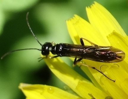 ׸   (Trachelus tabidus)       .  