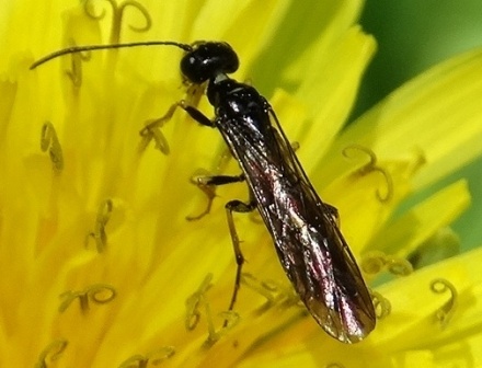 ׸   (Trachelus tabidus)       .  