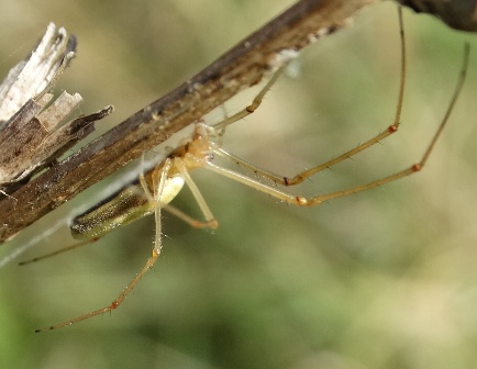   (Tetragnatha-pinicola)       .  