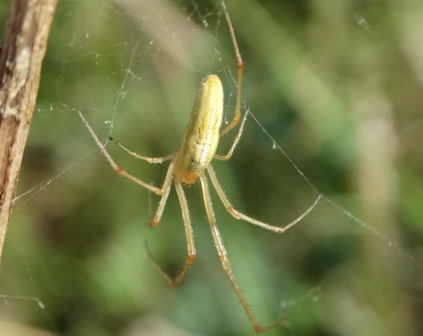   (Tetragnatha-pinicola)       .  