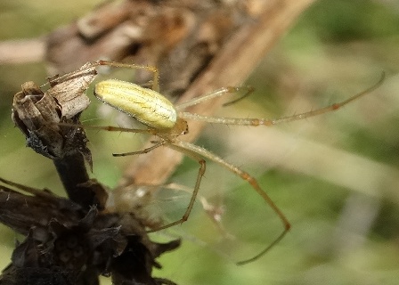   (Tetragnatha-pinicola)       .  